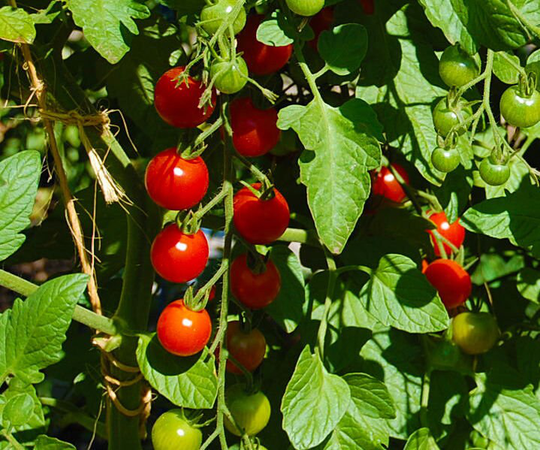Vegetable - Tomato Cherry Supersweet 10 Premium Quality Seeds