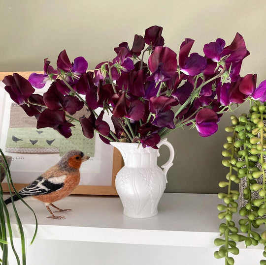 Beaujolais Sweet Pea Seeds - Everlasting Lathyrus Latifolius Gorgeous Flower Heirloom