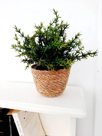 Faux Potted Thyme Plant