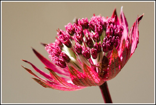 Astrantia Major - Hybr. Rosensinfonie Seed