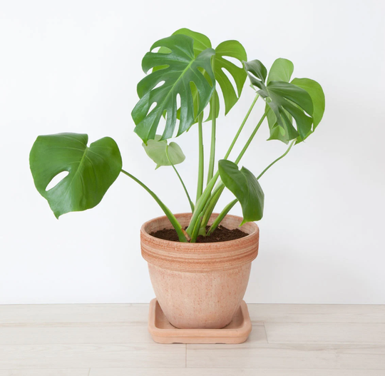 Monstera Deliciosa Swiss Cheese Houseplant Seeds - Tropical Indoor House Plant 15 Fresh Rare Easy To Grow