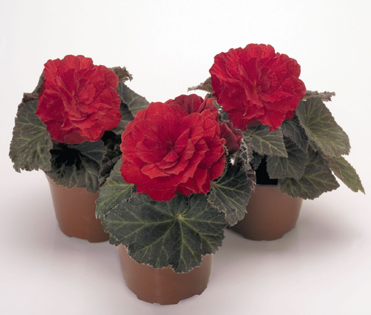 Begonia F1 Nonstop Red, Approx. 10 Seeds | Pellets