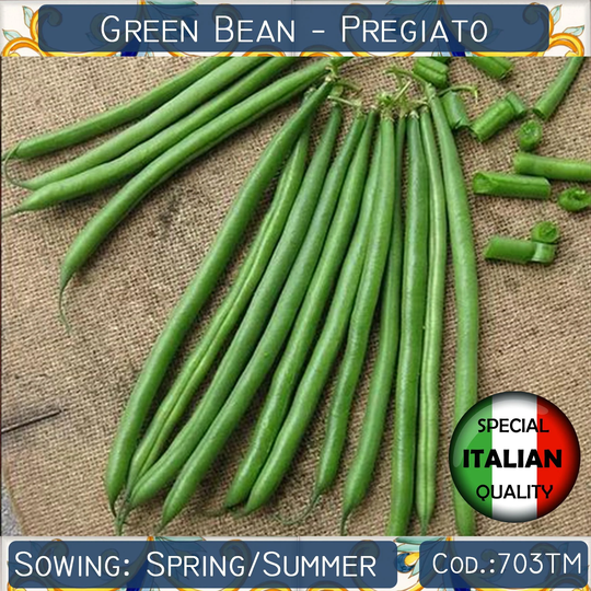 20 French Bean Pregiato Seeds, Dwarf Green Italian Legume Seeds #703Tm