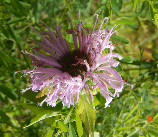 Wild Native Monardia Fistulosa Seeds