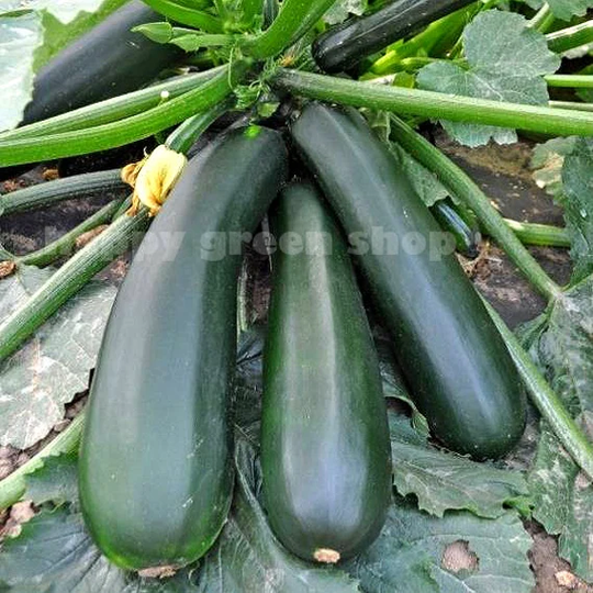 Zucchini - Black Beauty 50 Seeds Courgette Squash