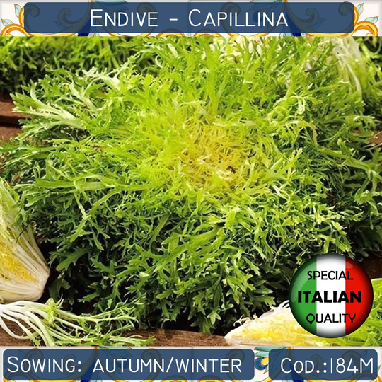 250+ Endive Capillina Seeds, Curly Frisee Lettuce Italian Vegetable Non Gmo #184M