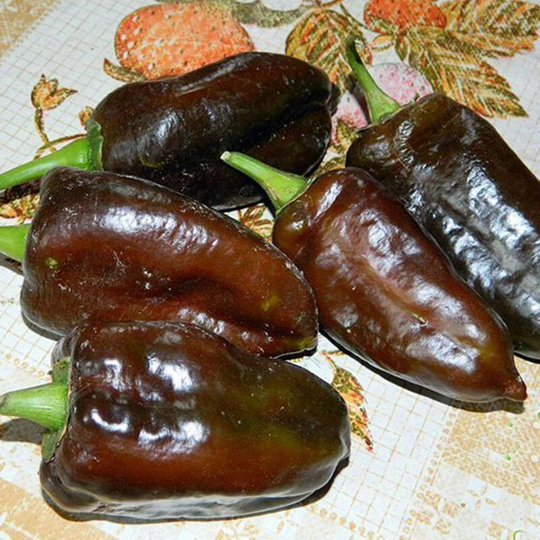 Sweet Pepper Chocolate Seeds Open-Pollinating Non Gmo For Planting | 204596