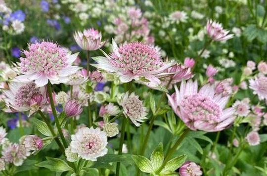 Astrantia Major
