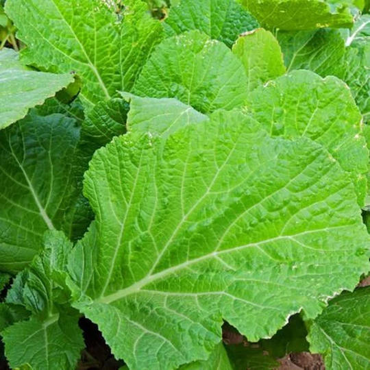 Broadleaf Mustard Green Seeds
