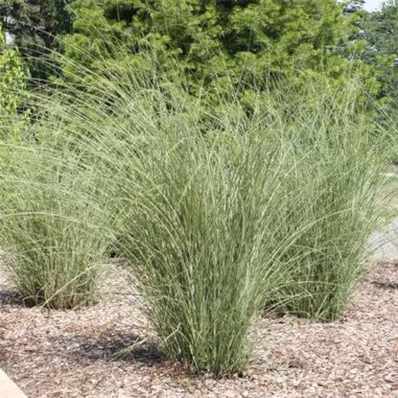 Pnw Ornamental Maiden Grass | 60 Seeds, Low Maintenance Grass Usps Tracking