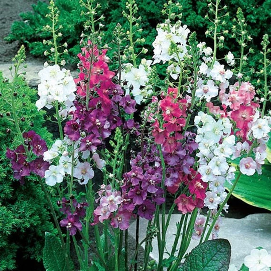 Verbascum Phoeniceum Mixed. Approx. 100 Seeds, Fairy Flower Seeds
