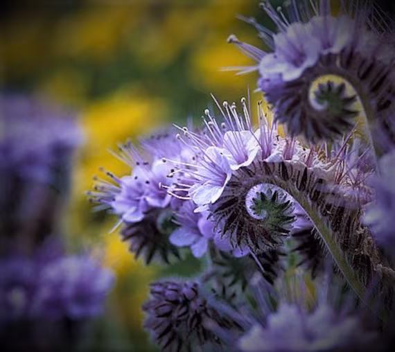 100 Best Find Strain Lacy Phacelia Organic Seeds, Tanacetifolia