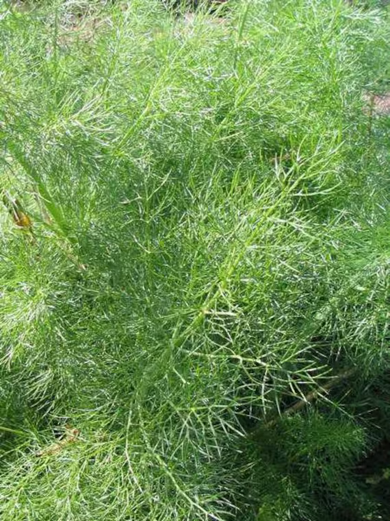 Herb - Fennel Common Green 350 Premium Seeds
