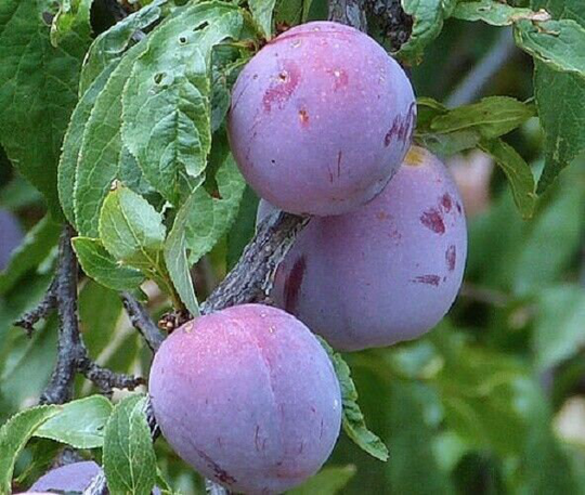 5 X Damson Seeds, Wild Plum | Prunus Domestica