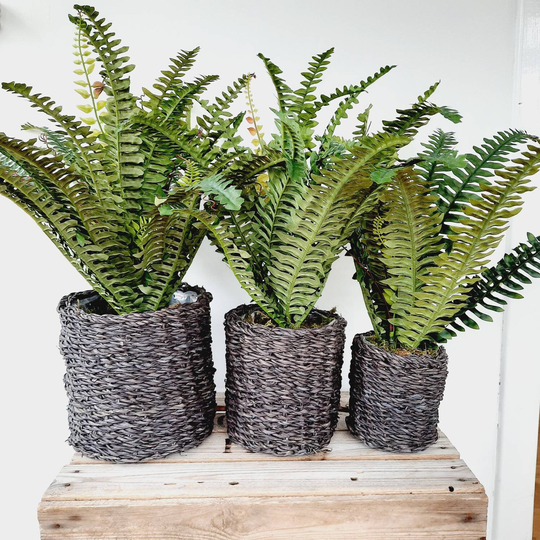 Large Faux Boston Fern Plant in Basket