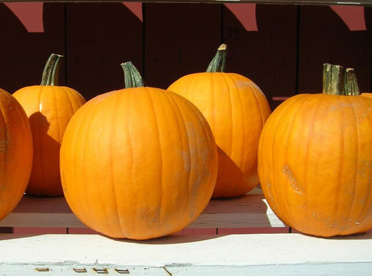 Rare Original Vegetable Seeds Pumpkin Muscat "Gilea