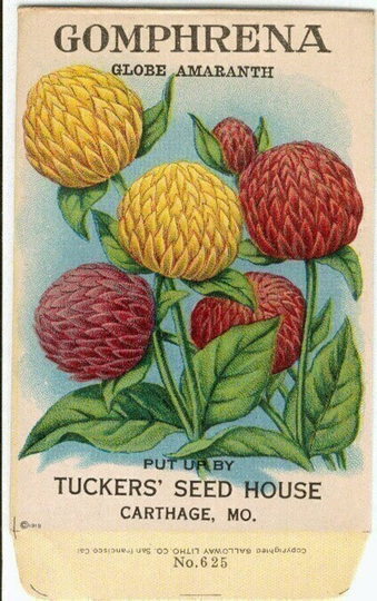Flower Seed Packet "Gomphrena" "Globe Amaranth" Tuckers' House Copyright 1918 "No Seeds