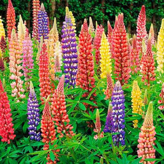 Flower Seeds Lupine Mix
