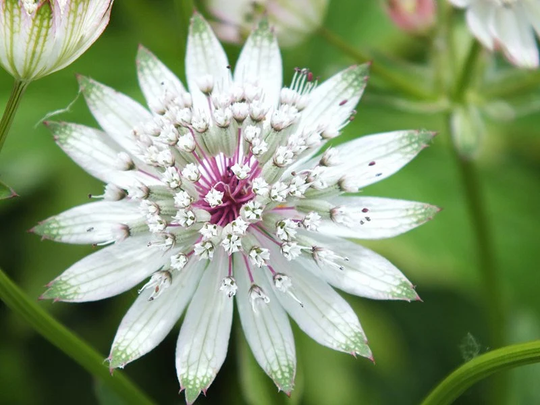 Astrantia Major Seed Varieties White Shaggy Pink Red Primadonna Great Masterwort Hardy Cottage Garden Perennial Damp Tolerant Pollinators