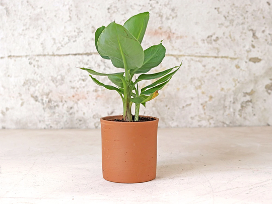 Tall Cylinder Plant Pot