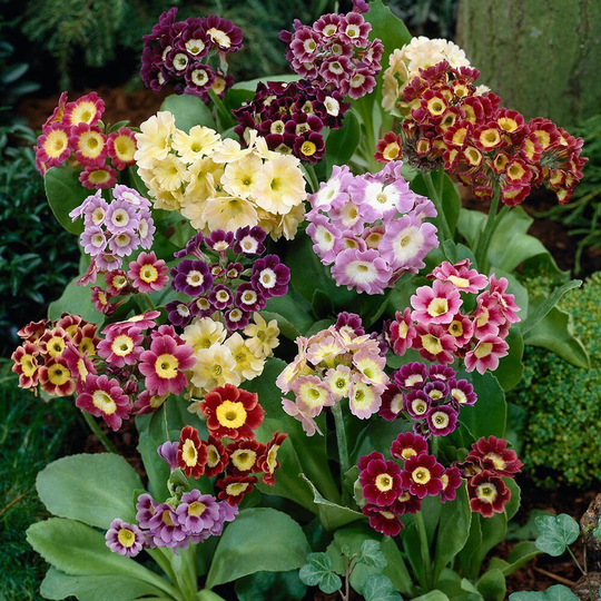 Primula Auricula Mixed. X25 Seeds , Hardy Perennial, Fairy Flower Seeds