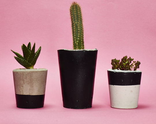 Set Of Three Black Concrete Pots W/Cacti And Succulents
