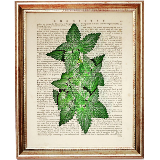 Mint Plant Wall Art, Herb Prints, Botanical Art Leaf Print Greenery Print, Dictionary