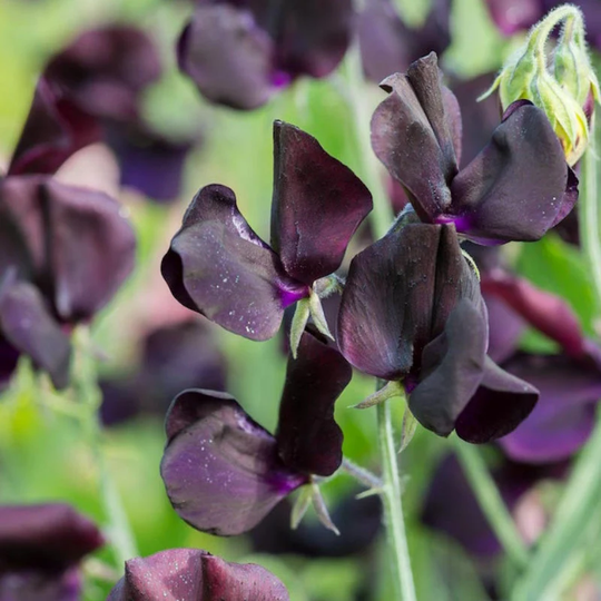 30 Organic Almost Black Sweet Pea Seeds Schwarze Duftwicke Samen Somen Zaad Zaden Semi Sementi Sementes Siemenet Graines Nasiona Semillas