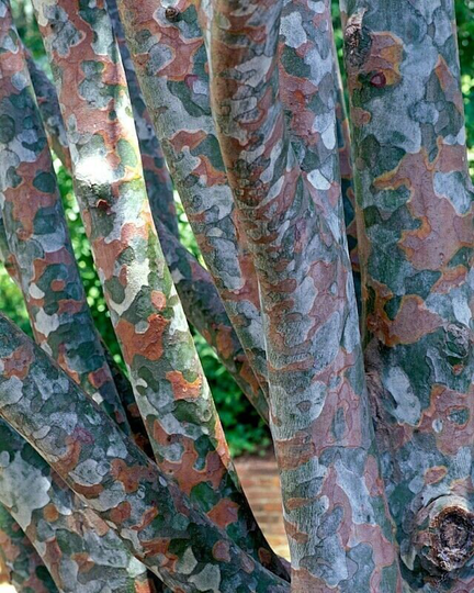 10 X Lacebark Pine | Pinus Bungeana Seeds