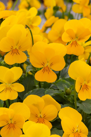 Viola Seeds Rebelina Golden Yellow 50 Thru 500 Perennial