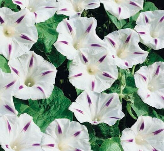Flower Seeds Morning-Glory Milke Way