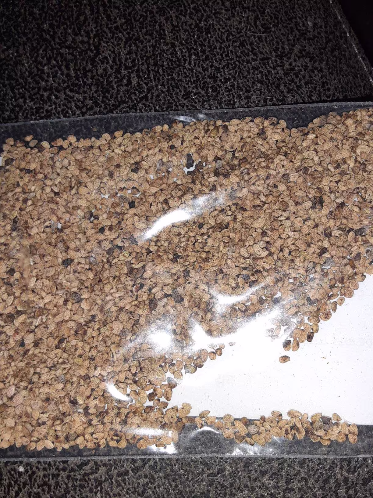 Blackberry Seeds