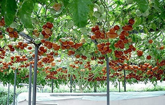 Rare Organic Vegetable Tomato Seeds Tsifomandra | Tree Tomato Natural 20 Seeds
