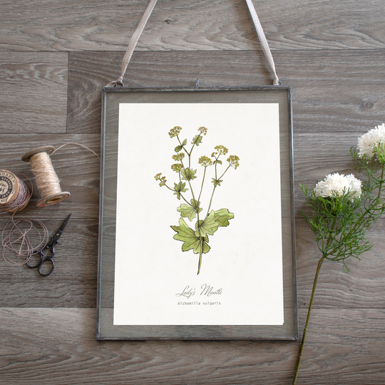 Lady's Mantle, Green Floral Illustration, Botanical Wild Flower, Watercolour, Art Print