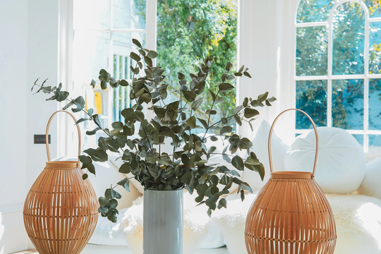 Indoor Eucalyptus Seed Mix, Free Tracked Expedited Shipping