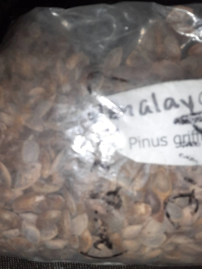 Himalayan White Pine Tree Seeds