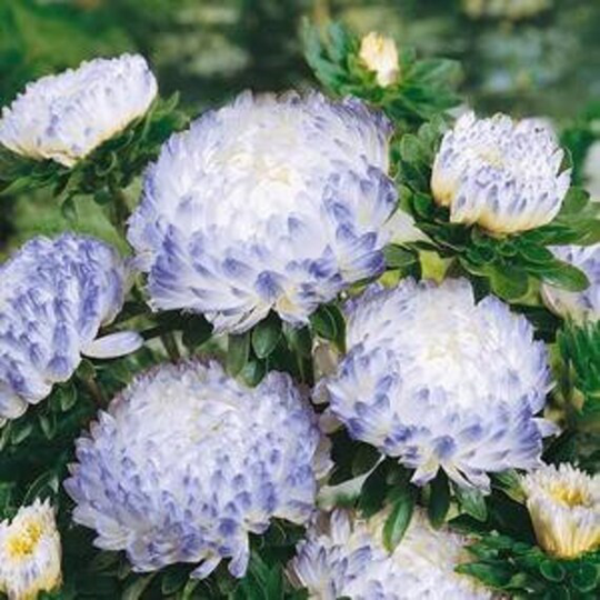 Aster Duchess Blue Ice Flora Plant Flower 60+ Seeds Annual | A Flourish Of Beautiful Enormous White Blooms & Dramatic Blue Tinged Highlights