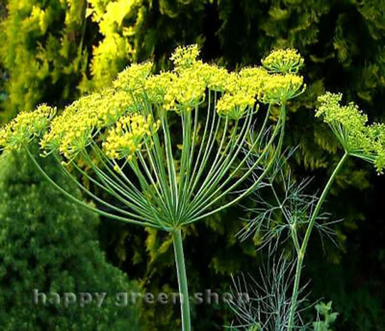 6000 Seeds - Dill Bouquet Large Packet Indoor Herbs Anethum Graveolens Bulk Packet