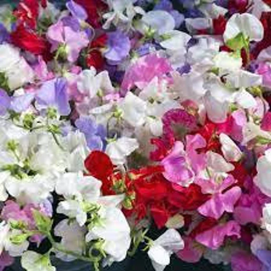 Royal Mix Sweet Pea Flower Free Seed With Every Order Us Seeds Non Gmo Organic