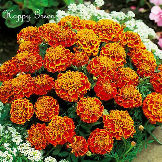 Marigold - Honeycomb 350 Seeds Tagetes Patula Nana -Double Bicolor Flower