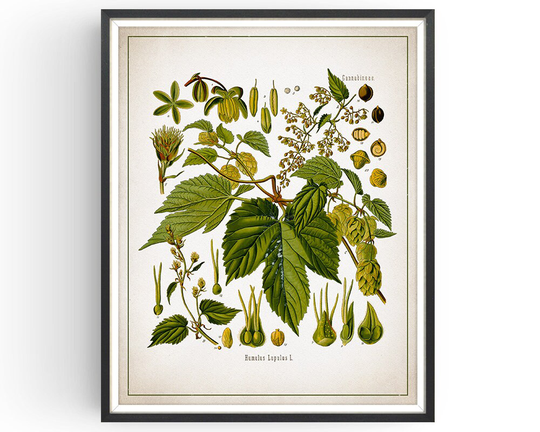Hop - Botanical Print Vintage Aromatherapy Art Medicinal Plant Botany Decor Kitchen Unframed