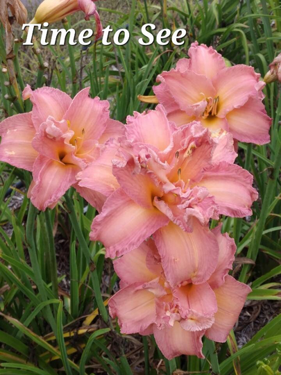 Time To See- Double Bloom. Reblooming Daylily - Hybrid Hemerocallis