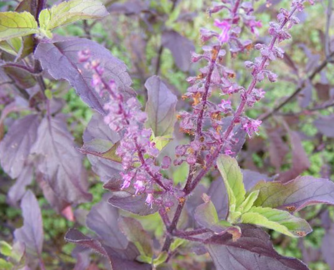 Holy Tulsi Basil Krishna | Ocimum Sanctum 200 True Organic Seed Heirloom Nongmo Nonhybrid Ayurvedic Shyama Tulasi Hindu Healing Sacred Herb