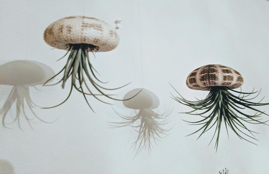 Floating Jellyfish Sea Urchins | Set Of 2 Including Tillandsia Living Air Plant, Available in Tartan, Lilac, & Green
