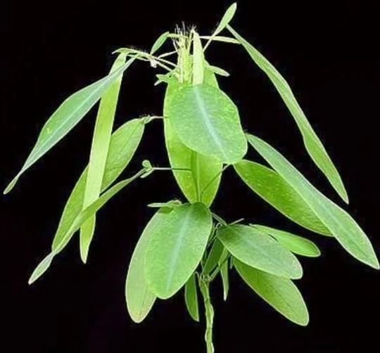 Small Dancing Telegraph Plant Starter Grow Kit~Dancing Tree~Dancing Grass~Dancing Plant~Codariocalyx Motorius~Semaphore~Telegraph