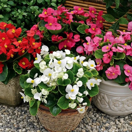 Houseplant Seeds Begonia Semperflorens Bada Bing F1 | Packing 20 Pcs; Color Mix, Flower Seeds, Flowerpot Rare