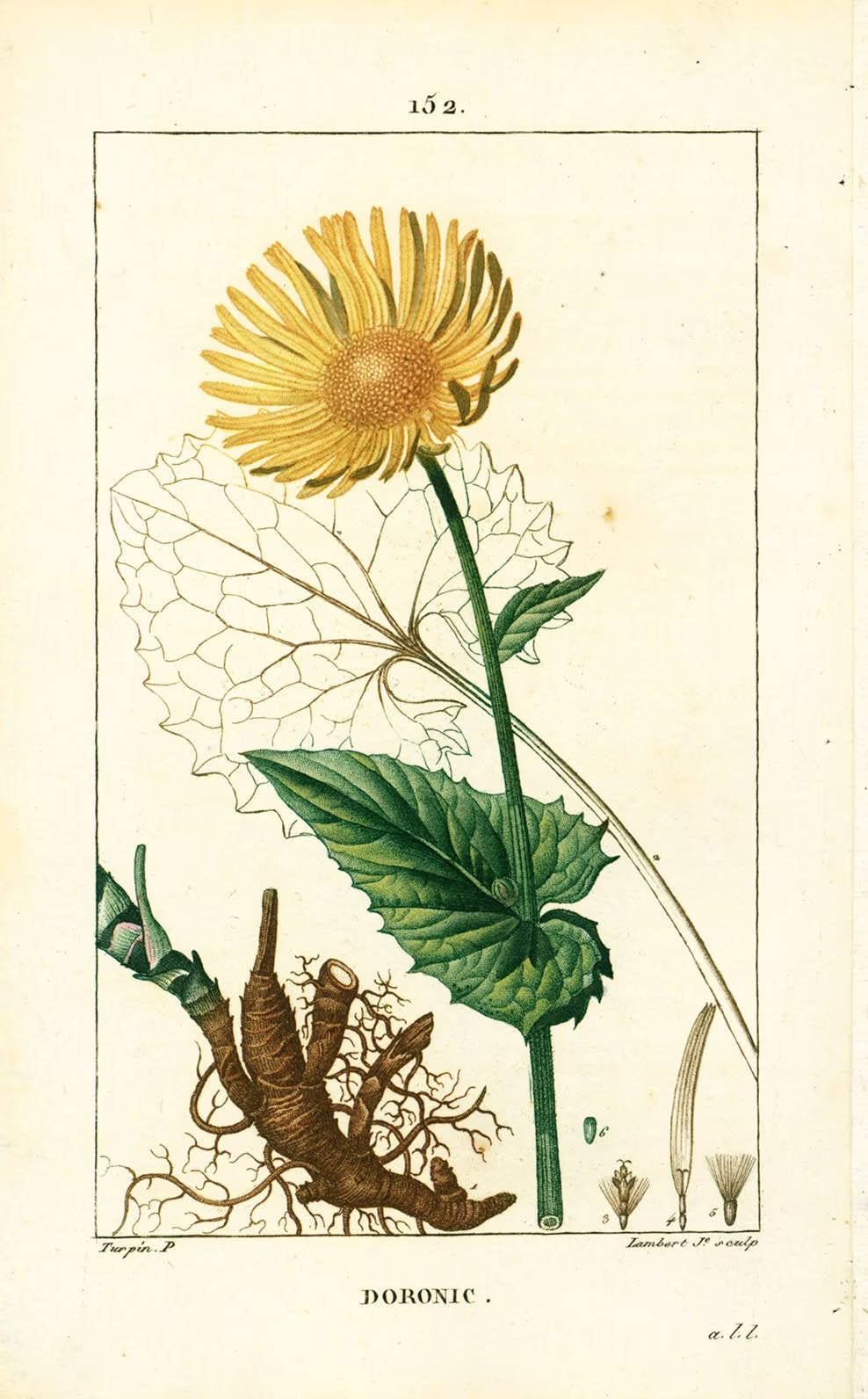 1814 Leopard's Bane Doronicum Antique Print Leaf Root Vegetable Plant Natural History Botanical Botany Wall Art Framing Home Decor