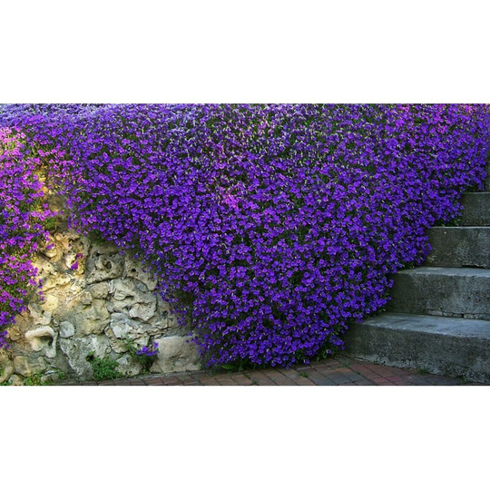 Aubretia Purple Seeds Perennial Flowering Non Gmo For Planting | 202034