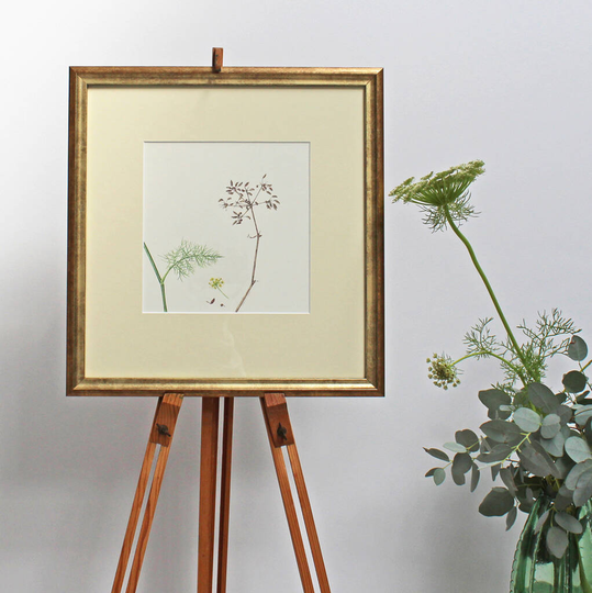 Fennel Original Botanical Watercolour