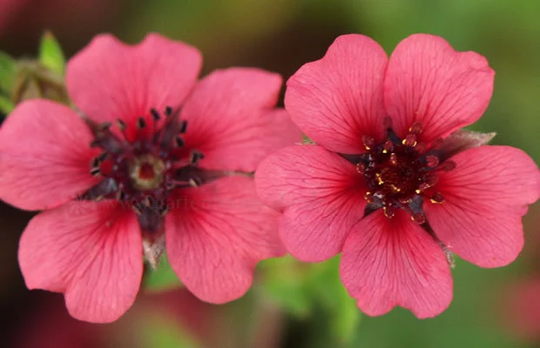 Potentilla Nepalensis - Shogran Seed